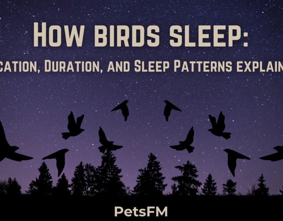 How Birds Sleep: Explaining Their Location, Duration, and Sleep Patterns